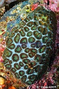 Favia speciosa-Liwutonkidi Island-14m-20180604-Denis-ADER-DSC_3794_tn